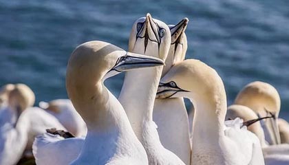 九游官网APP-VALORANT 青训新人首次登场 表现超出预期，valorant发布