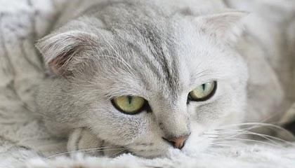 九游社区-皮特·斯图斯继续高光表现，成为南非橄榄球的无声英雄，斯图皮特2021